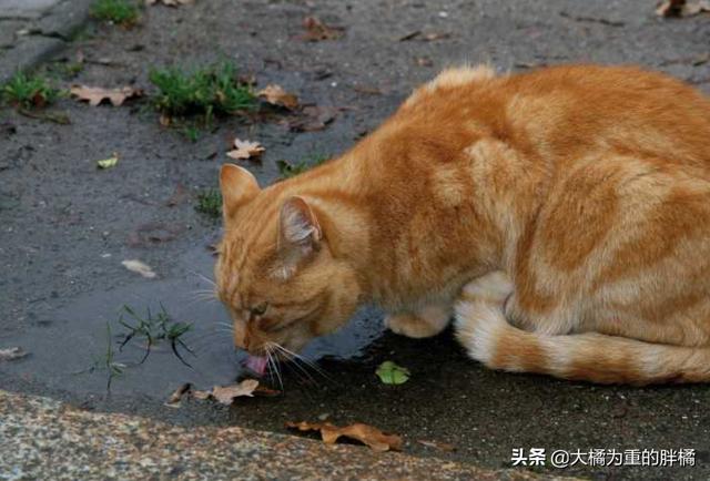 貓咪不吃不喝能喝水嗎（貓咪不能喝生水）5