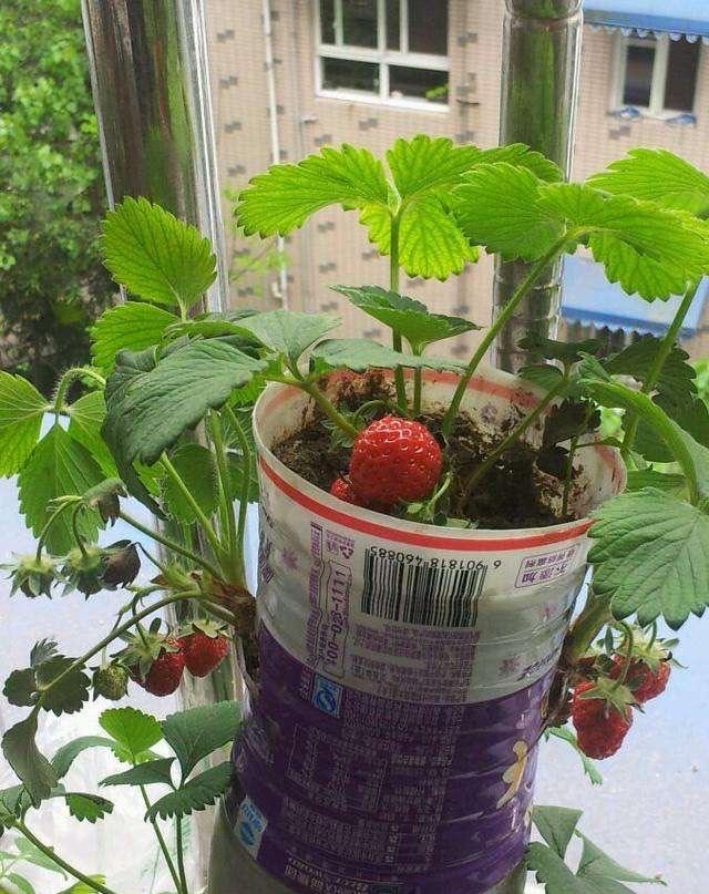 露台種植草莓的最佳方法（陽台露台種10盆草莓）3