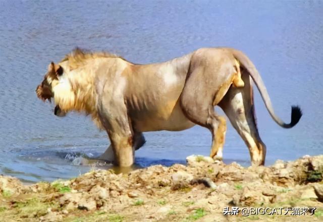雄獅最大能長到多少斤（卻被5厘米深的小溪擋住去路）6