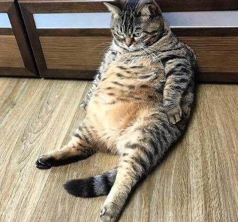 貓太胖了怎麼減肥最有效（如何通過一些技巧幫助貓咪）3
