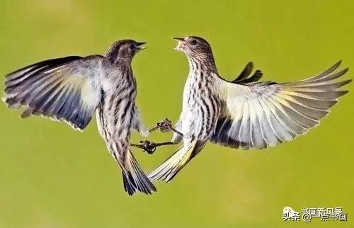 國畫飛翔的小鳥的畫法（國畫教程鳥兒的各種姿勢畫法）6