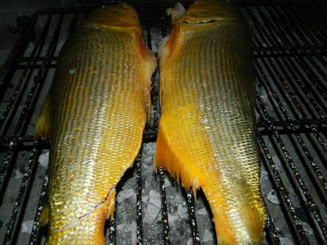 山東最常見的蝦虎魚（如此漂亮的黃金河虎魚竟引來無數的吃貨）(16)