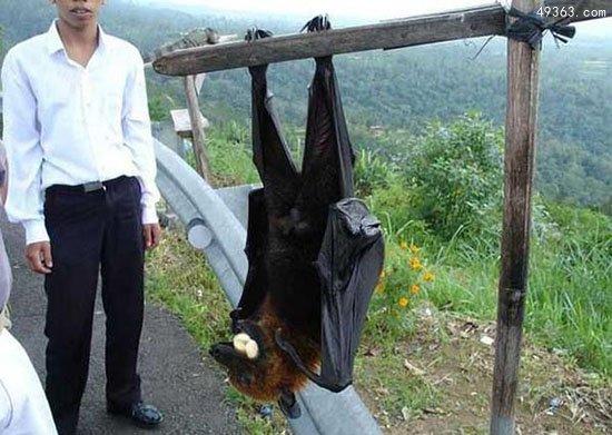 世界最大的蝙蝠是哪種（世界最大蝙蝠狐蝠幾年之内走向滅絕）3