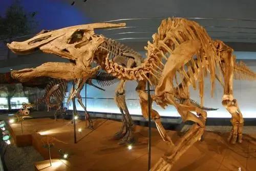 恐龍的祖先長啥樣（恐龍的祖先來自于哪裡）6