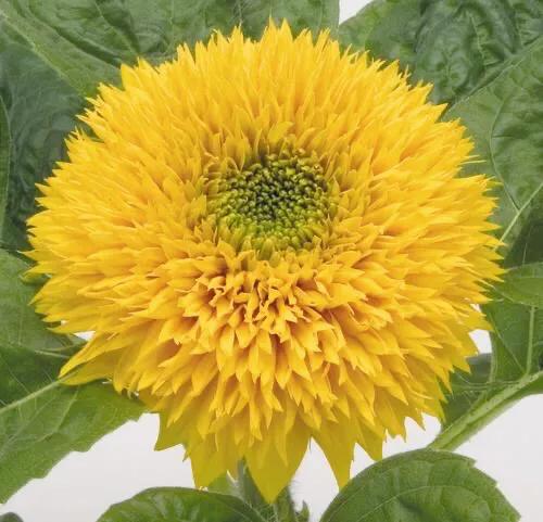 重瓣太陽花的類型（重瓣向日葵欣賞）5