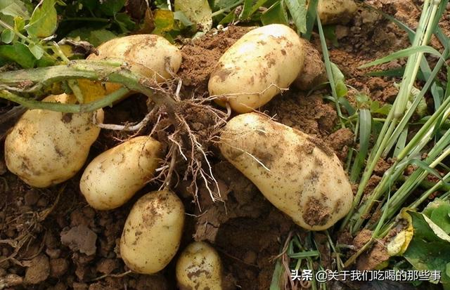 農村大量土豆怎麼保存不發芽（學學農村的土方法）2