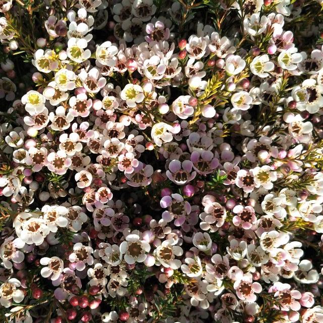 100種常見白色的切花（不常見的幾個切花品種及它的語意）6