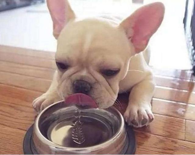 四個月的狗狗為什麼總大量喝水（如果它一直喝水）2