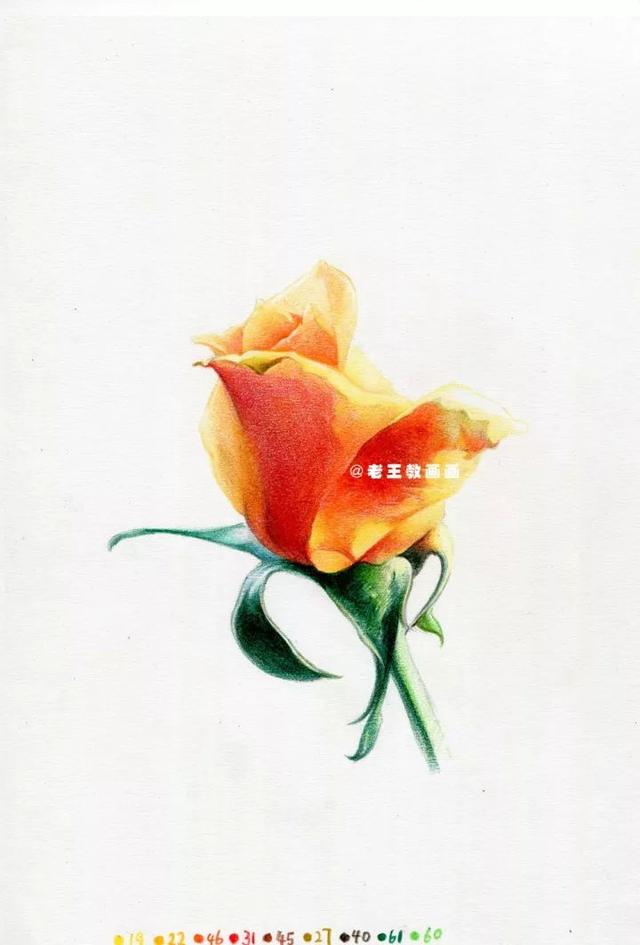 用鉛筆畫一朵逼真的玫瑰（老王教你畫一朵玫瑰花）12