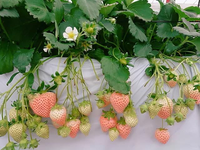 哪些草莓品種适合盆栽（草莓盆栽品種那麼多）3