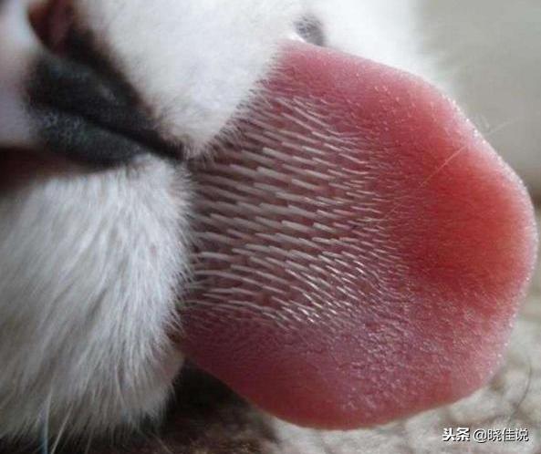 所有貓咪舌頭有倒刺嗎（它們舌頭上的小刺刺有大作用哦）6