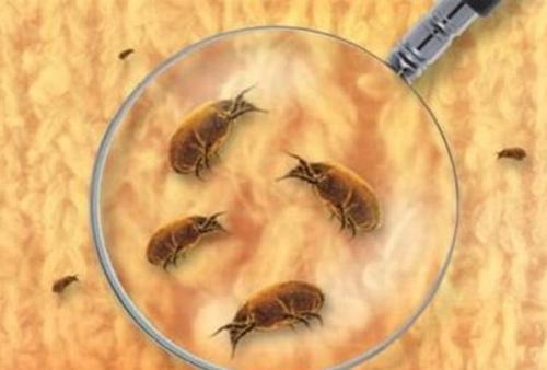 頭皮螨蟲是什麼原因造成的