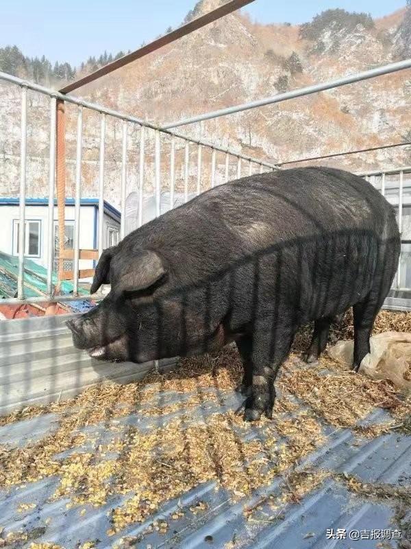 最近500斤大肥豬（見過770斤的黑肥豬嗎）1