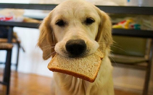 狗狗能吃哪種面包（狗狗可以吃面包嗎）6