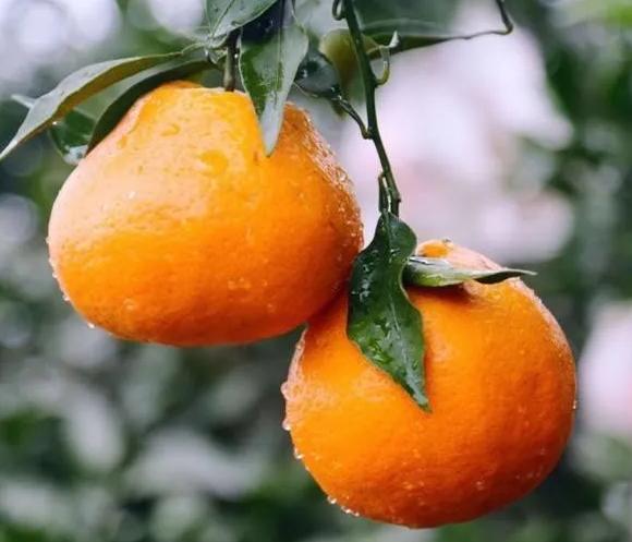 怎麼區分耙耙柑和醜橘（水果界的雙胞胎）3