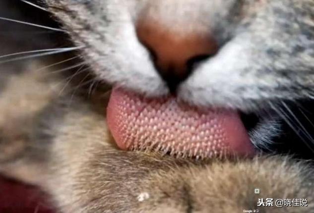 所有貓咪舌頭有倒刺嗎（它們舌頭上的小刺刺有大作用哦）2