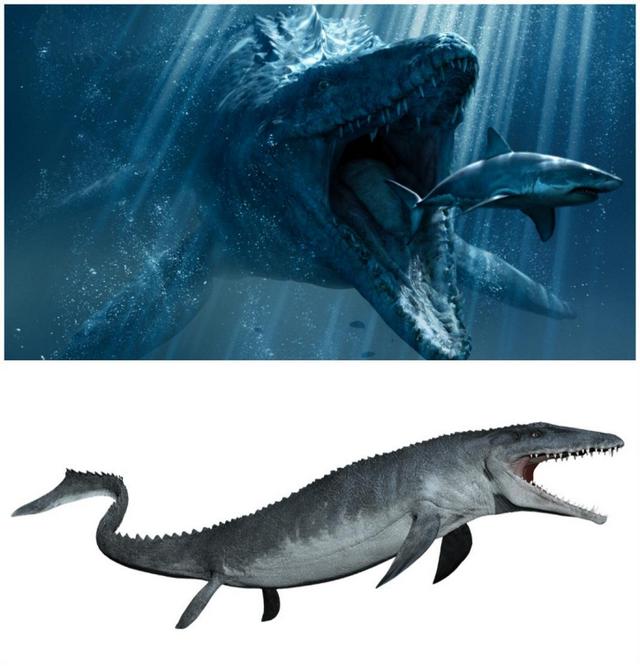 巨齒鲨和滄龍誰更大呢（王者之間的對決）7