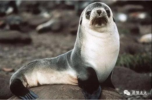 海狗海豹海獅都是保護動物嗎（海豹海獅海狗）27