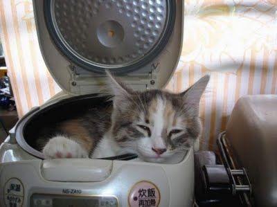 貓咪不會睡在貓窩會睡在紙箱（貓咪都喜歡睡奇怪的地方）7