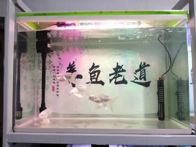 觀賞魚魚缸的擺放位置（在地圖魚和金魚的魚缸裡）1