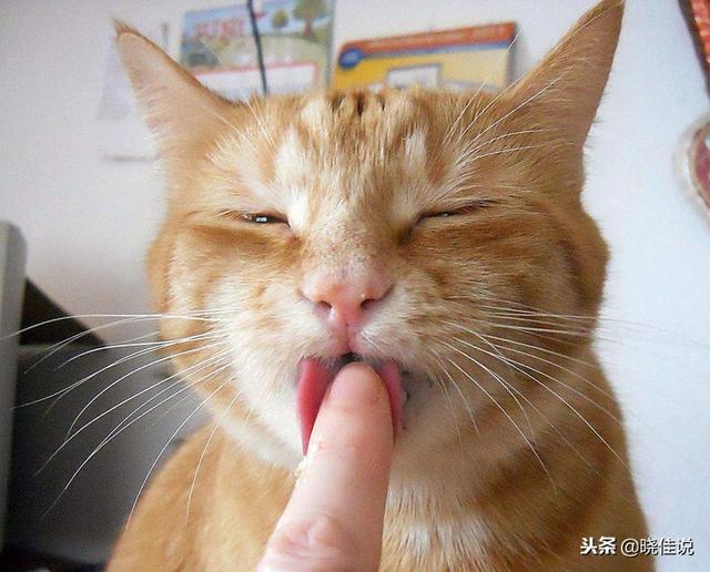所有貓咪舌頭有倒刺嗎（它們舌頭上的小刺刺有大作用哦）5