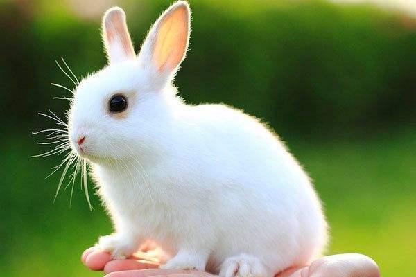 兔子的眼睛一般是什麼顔色（兔子的眼睛是什麼顔色）4