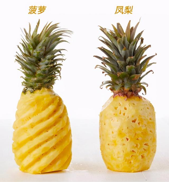 菠蘿和鳳梨到底有啥區别（原來菠蘿和鳳梨的差别這麼大）7