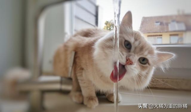 貓咪不吃不喝能喝水嗎（貓咪不能喝生水）2