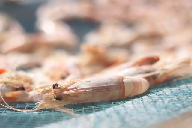 脾陽虛可以吃海蝦嗎（溫腎固精最好的食材）12