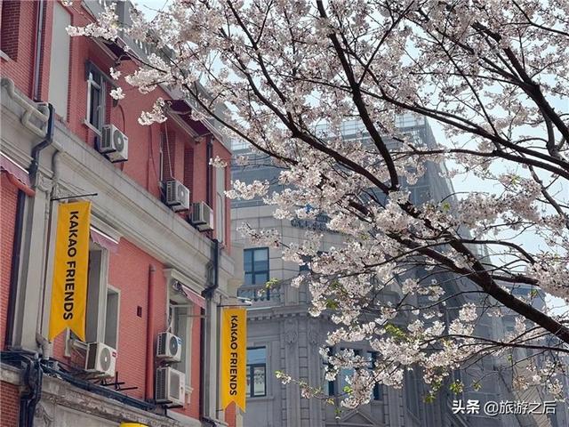 上海賞櫻花都有哪些地方（上海四季賞花的好地方）3
