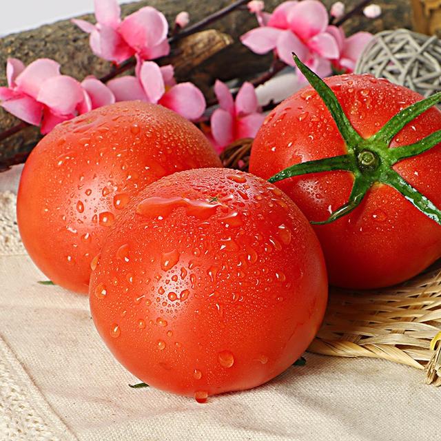 不用大棚種植的優質番茄品種（這個番茄品種糖度高）4