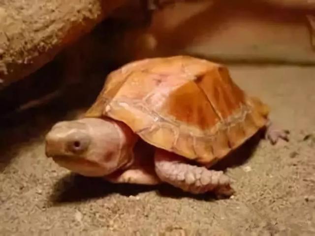 最長的龜可以活多長時間（你知道你的龜能活多久嗎）15