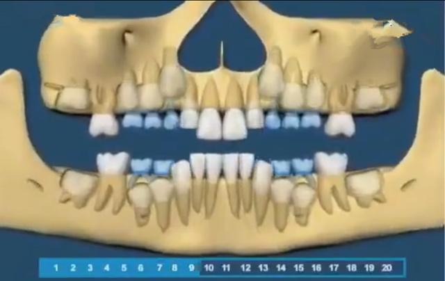 寶寶的牙齒生長規律是怎樣的（組圖帶你了解寶寶的牙齒生長順序）3