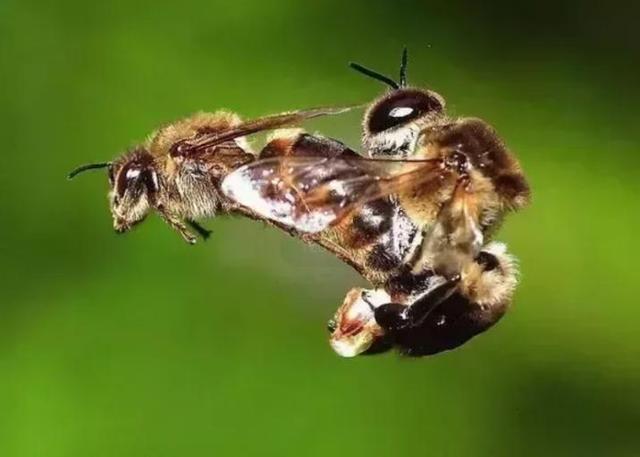 蜜蜂蟄完人是不是它自己就會死（以命相搏實力派蜜蜂）5