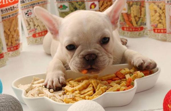 狗狗除了狗糧還可以吃哪些東西（合理給狗狗喂養一些零食）6