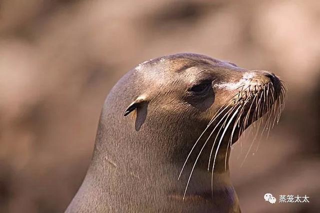 海狗海豹海獅都是保護動物嗎（海豹海獅海狗）17