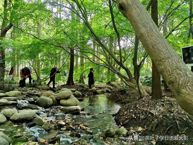 上海共青森林公園有什麼項目玩（強烈推薦-上海共青國家森林公園-超級适合散心遊玩以及睡覺）12