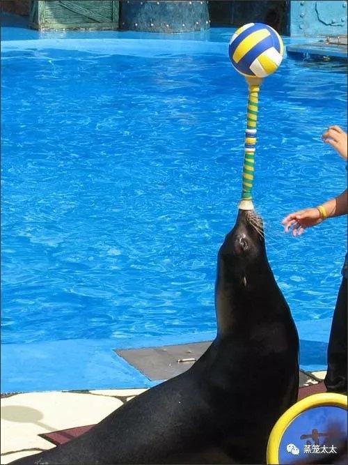 海狗海豹海獅都是保護動物嗎（海豹海獅海狗）16