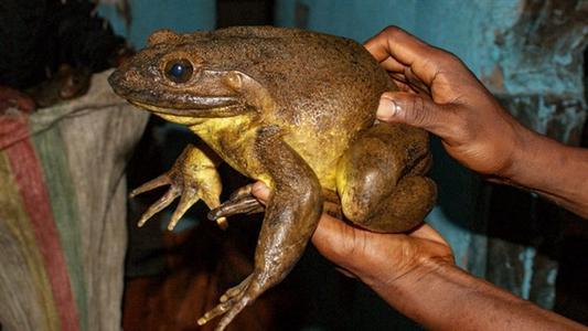 世界上最大的青蛙體型（世界上最大的青蛙）6