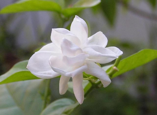 淡雅清香的花有哪些（白色的花有哪些）5