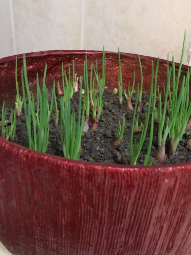 種過大蔥的土能種花嗎（花盆種蔥很簡單）7