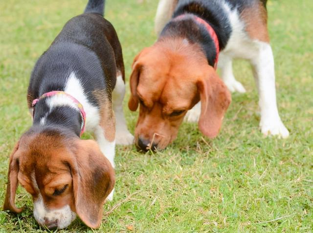狗狗的氣味聞多了影響健康嗎