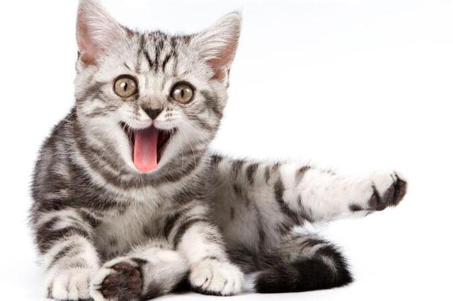 貓咪發出呼噜呼噜的聲音是開心嗎（為什麼貓咪會發出呼噜呼噜的聲音）4