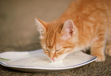 為什麼貓咪喝牛奶會拉肚子（有些貓咪喝牛奶會腹瀉）4