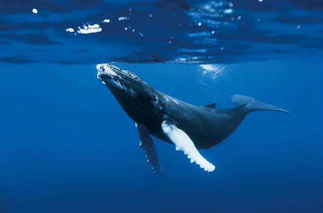 虎鲸和座頭鲸哪個可怕（座頭鲸的日常吃飯）9