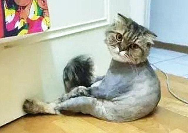 貓咪剃短毛對貓咪有影響嗎（可以幫貓咪剃光毛發嗎）1