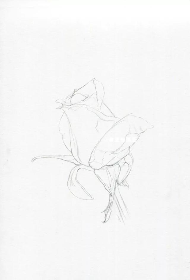 用鉛筆畫一朵逼真的玫瑰（老王教你畫一朵玫瑰花）6