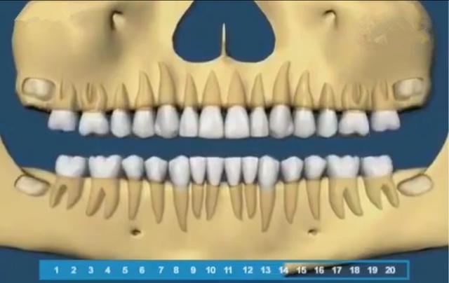 寶寶的牙齒生長規律是怎樣的（組圖帶你了解寶寶的牙齒生長順序）6