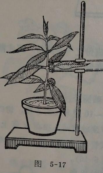怎麼學會植物的光合作用實驗（葉子的光合作用）1