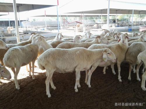 養殖羊什麼品種好養活些（這幾個品種的羊最好養）7